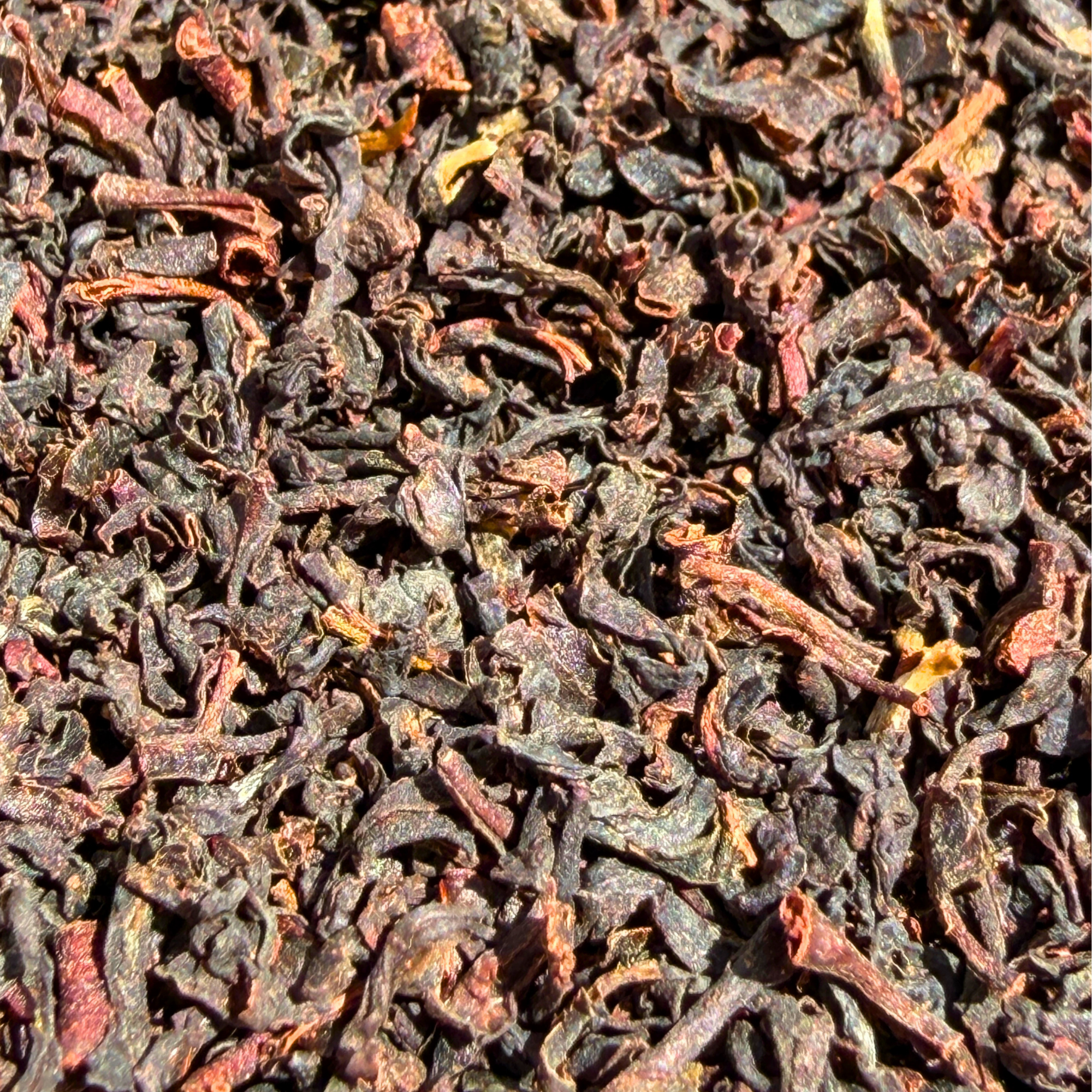 Nonsuch Nilgiri BOP