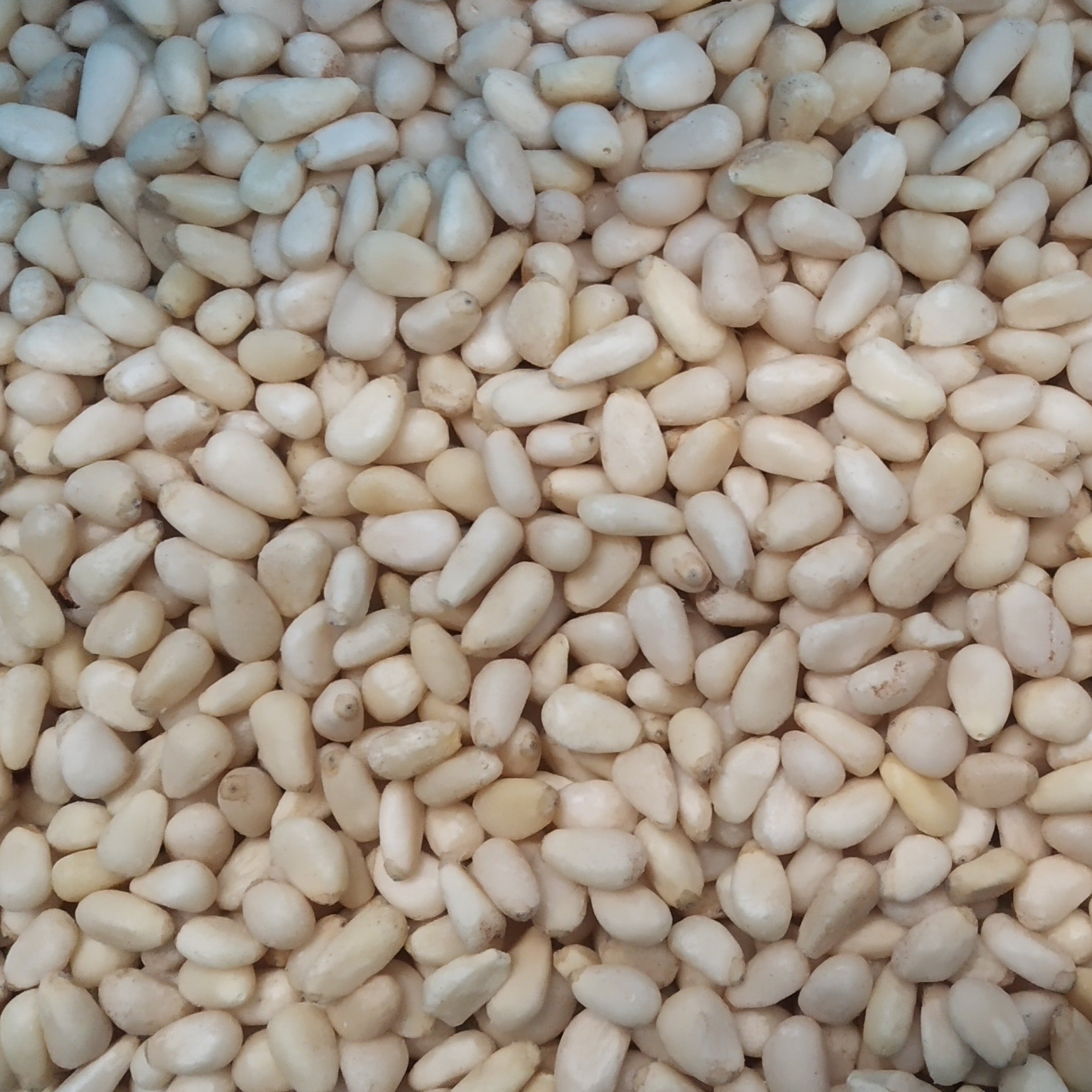 Pine Nuts